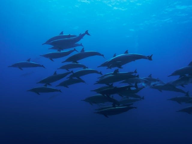 dolphin, underwater, marine life, scuba diving