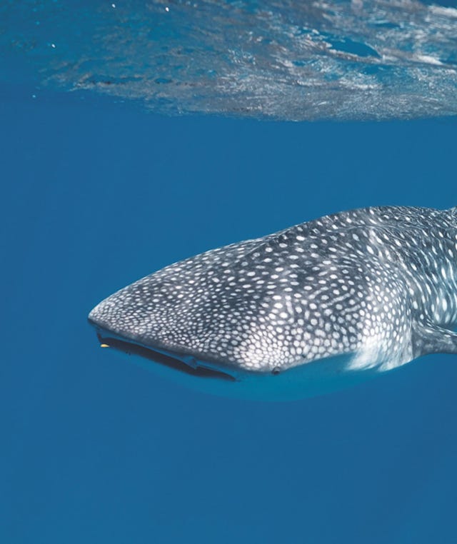 whale shark